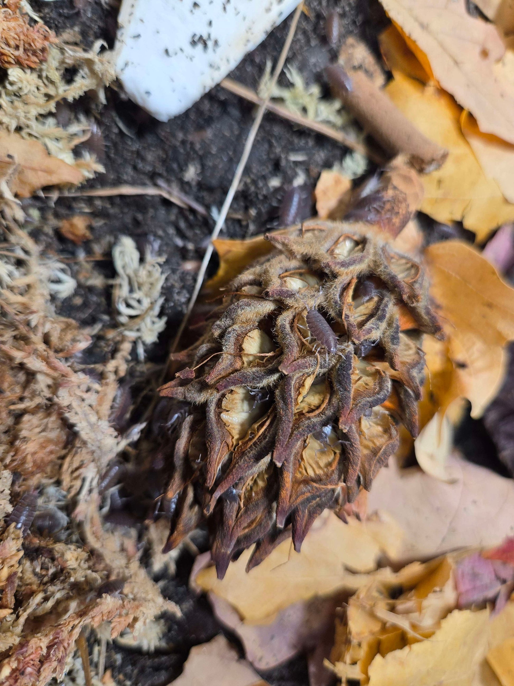 Pod Packs! Isopod Hides - Magnolia Pods 3ct