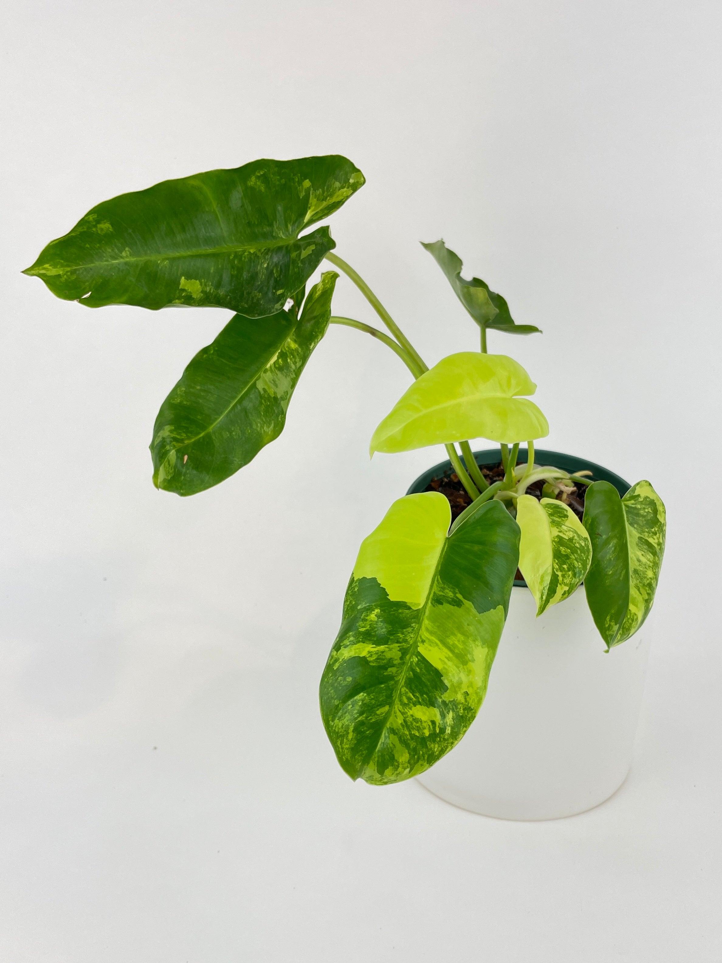 Variegated Philodendron Burle Marx