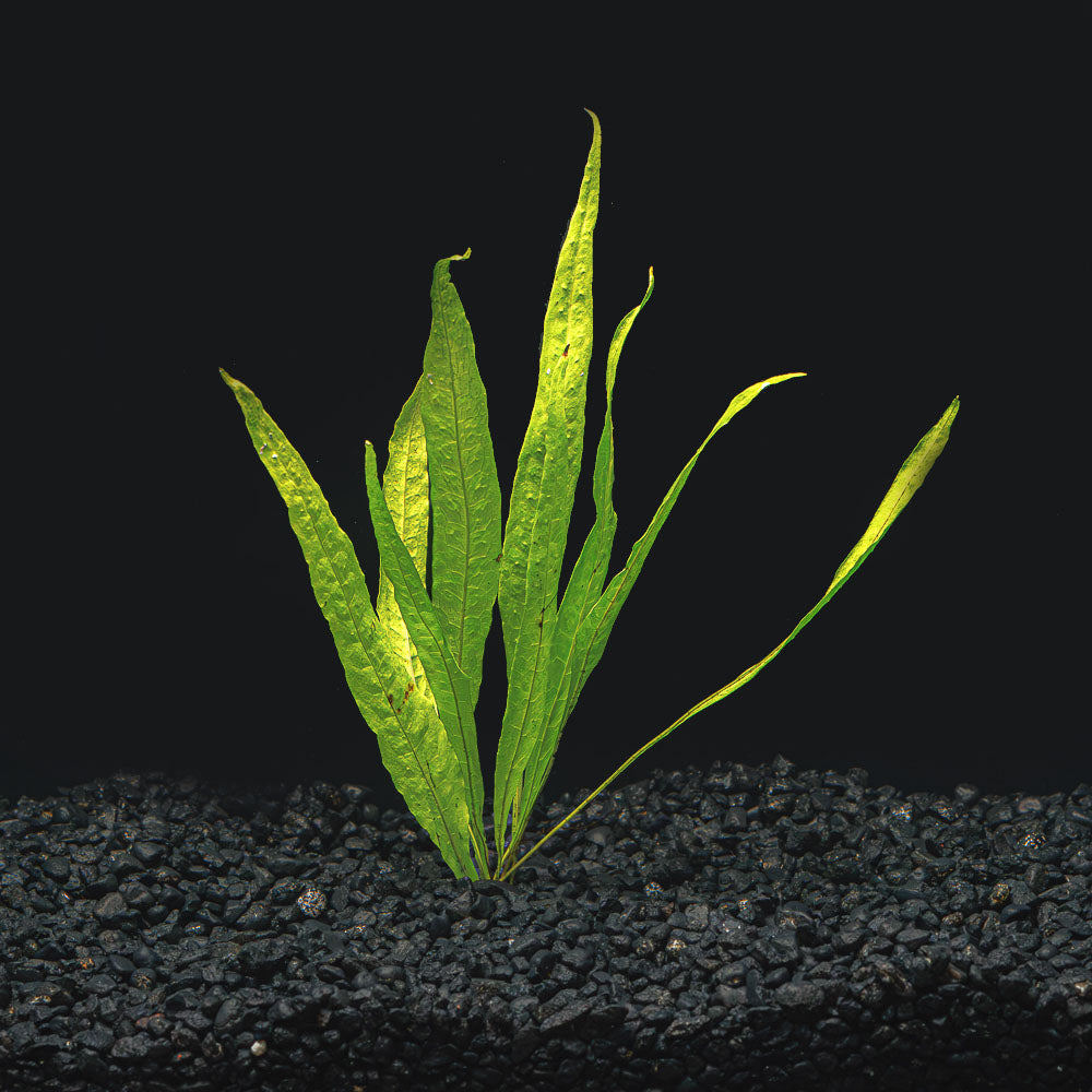 Java Fern | Microsorum Pteropus