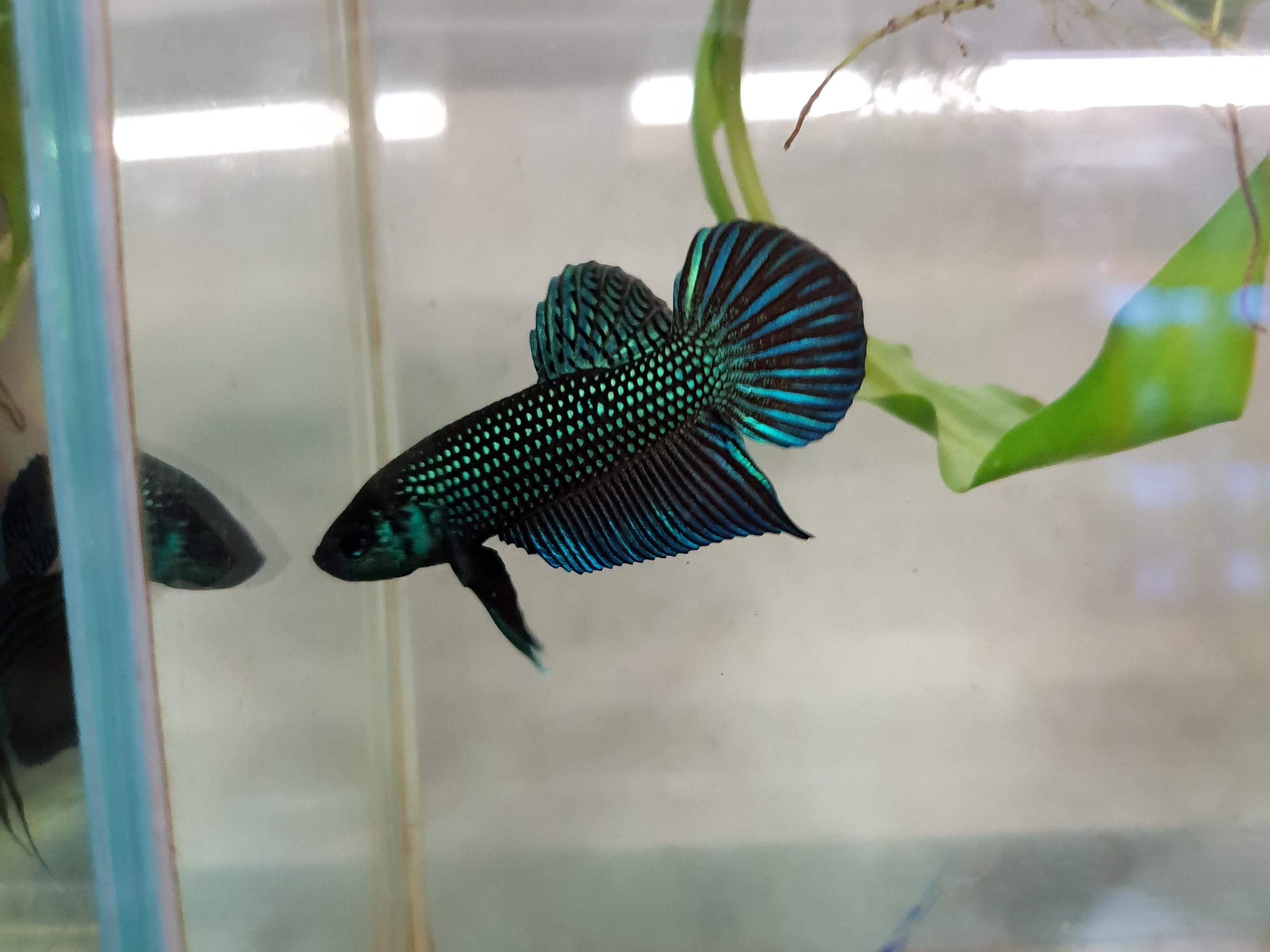 Wild Type Betta (Male)