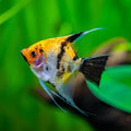 Koi Angelfish (Pterophyllum scalare)