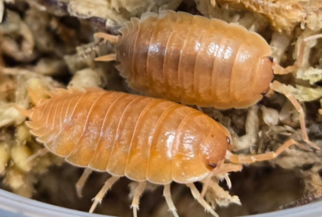 Porcellio laevis Orange