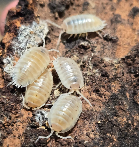 Porcellio laevis White