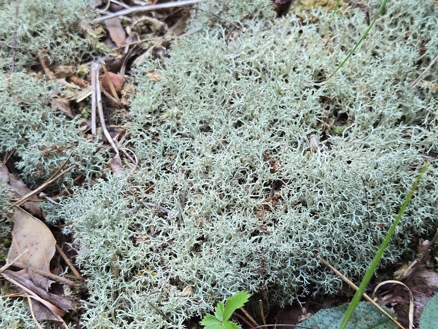 Lichen Covered Moss