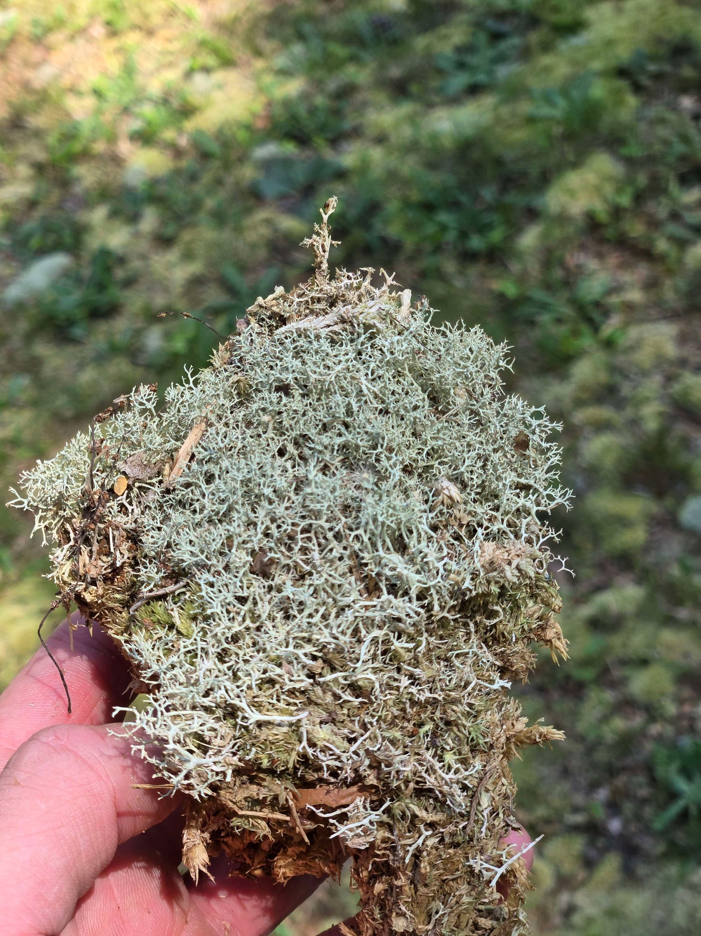Lichen Covered Moss