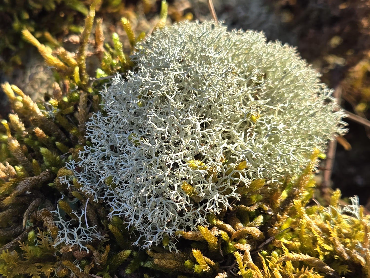 Lichen Covered Moss