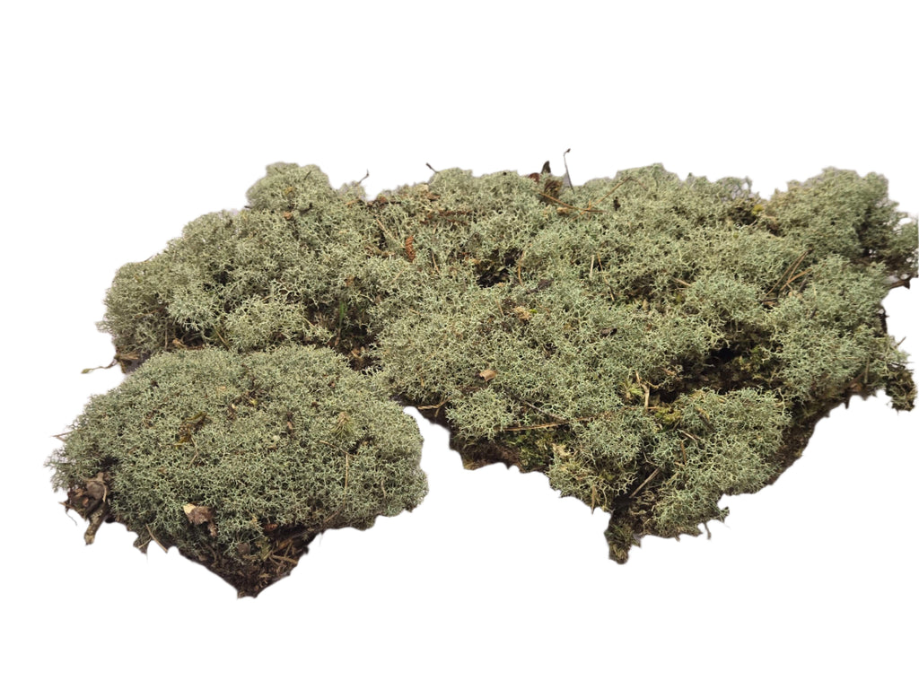 Lichen Covered Moss