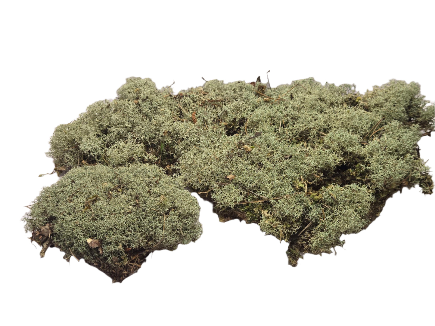 Lichen Covered Moss