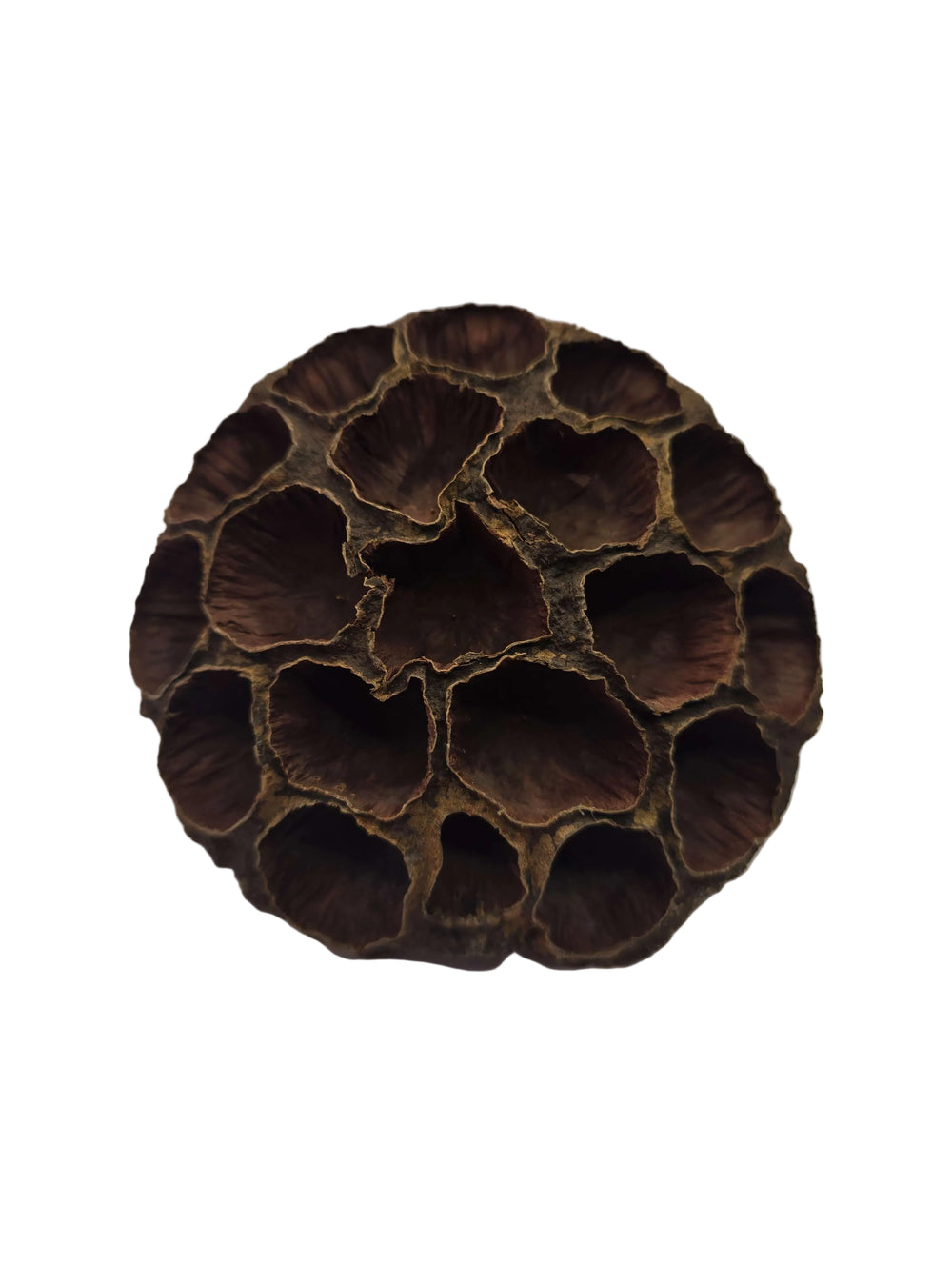 Large Lotus Head Pod – Natural Isopod Hide & Terrarium Decor (Pod Pack)