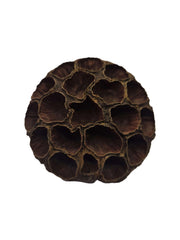 Large Lotus Head Pod – Natural Isopod Hide & Terrarium Decor (Pod Pack)