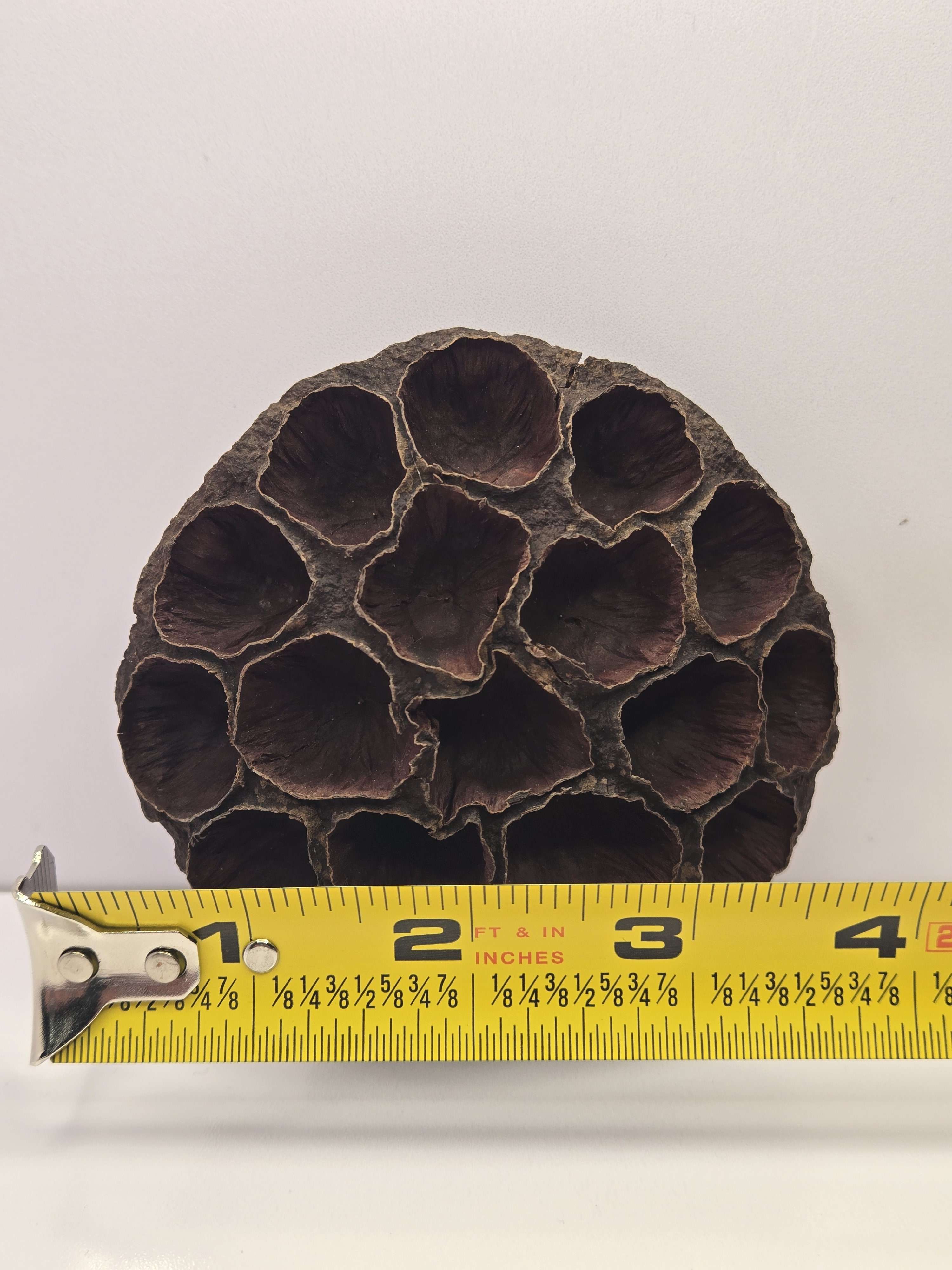 Large Lotus Head Pod – Natural Isopod Hide & Terrarium Decor (Pod Pack)