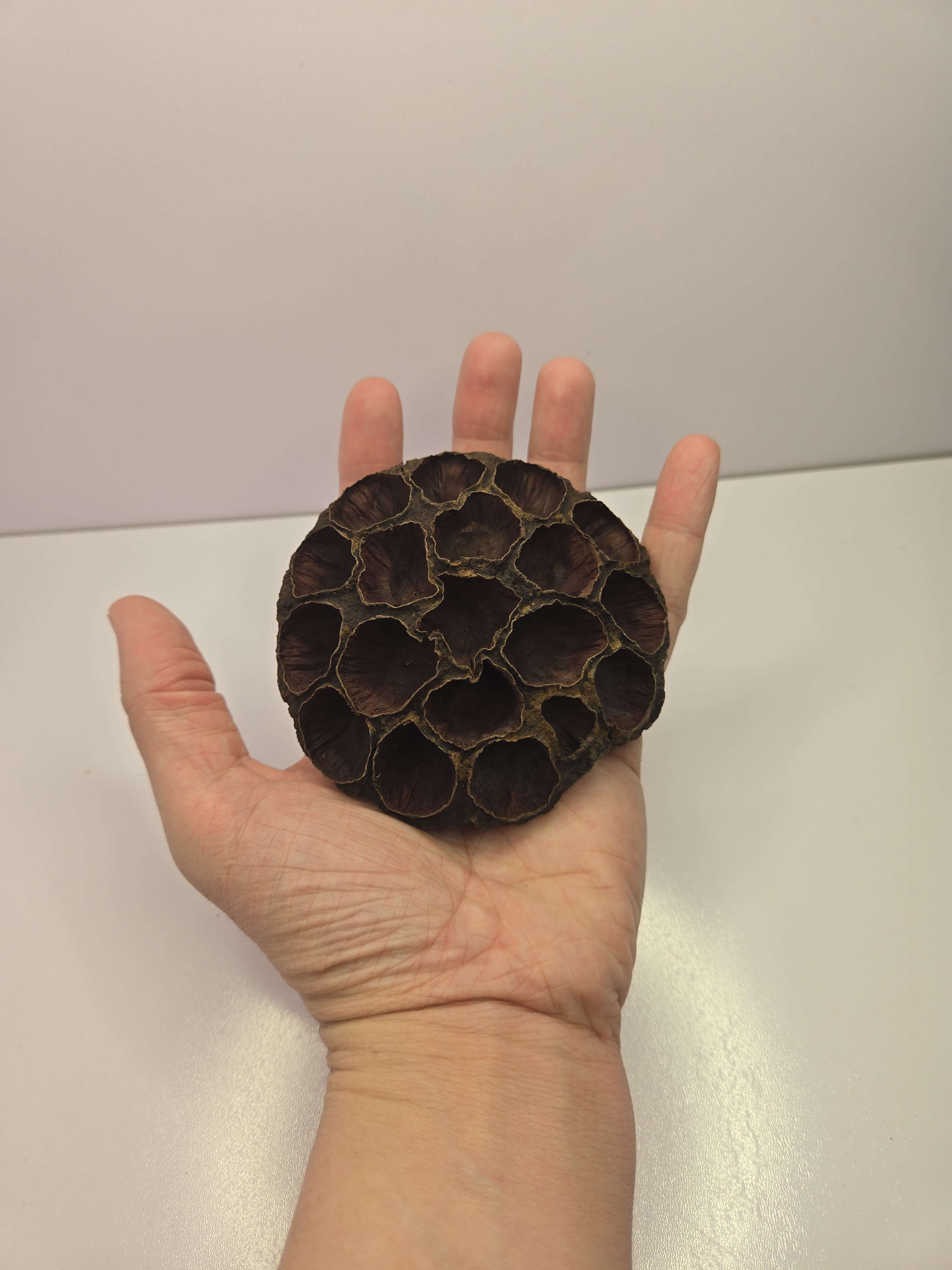 Large Lotus Head Pod – Natural Isopod Hide & Terrarium Decor (Pod Pack)
