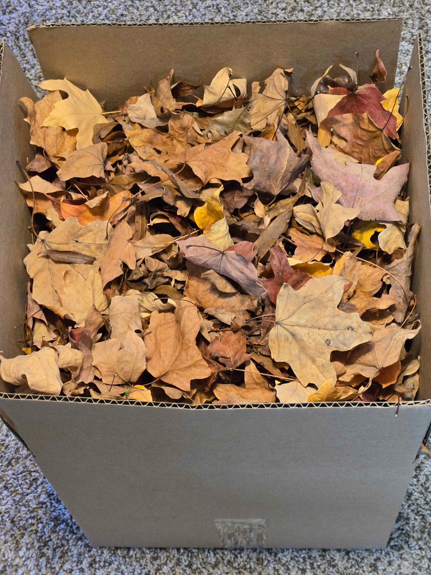 Forest Floor Leaf Litter (3 Sizes!)