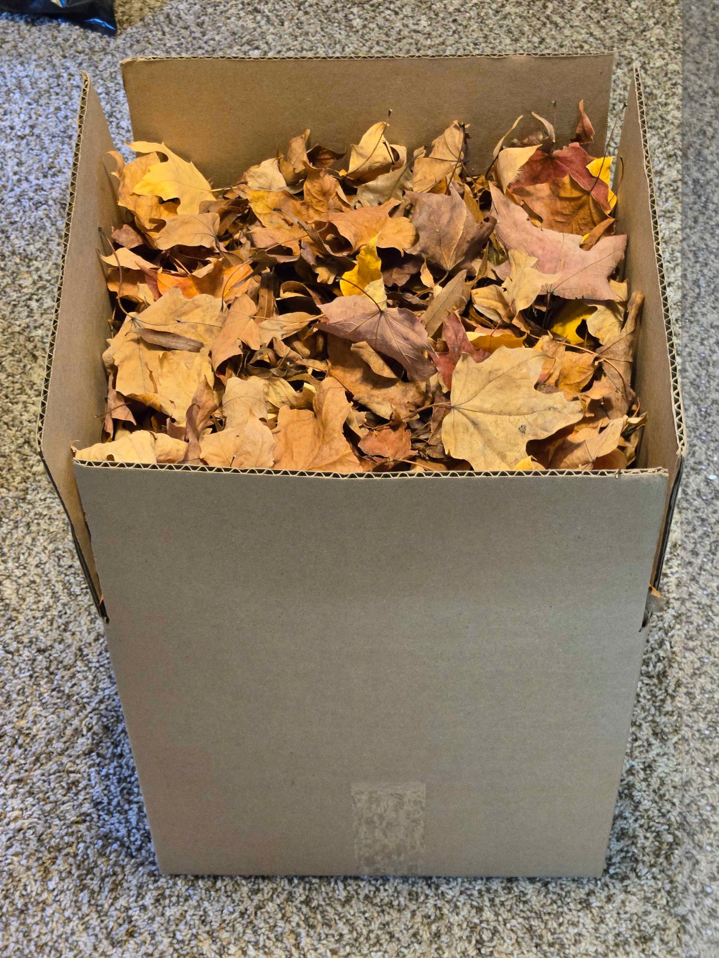 Forest Floor Leaf Litter (3 Sizes!)