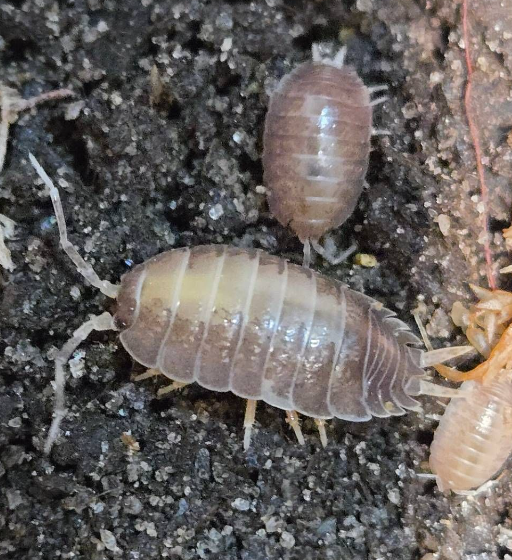 Porcellio laevis Milkback