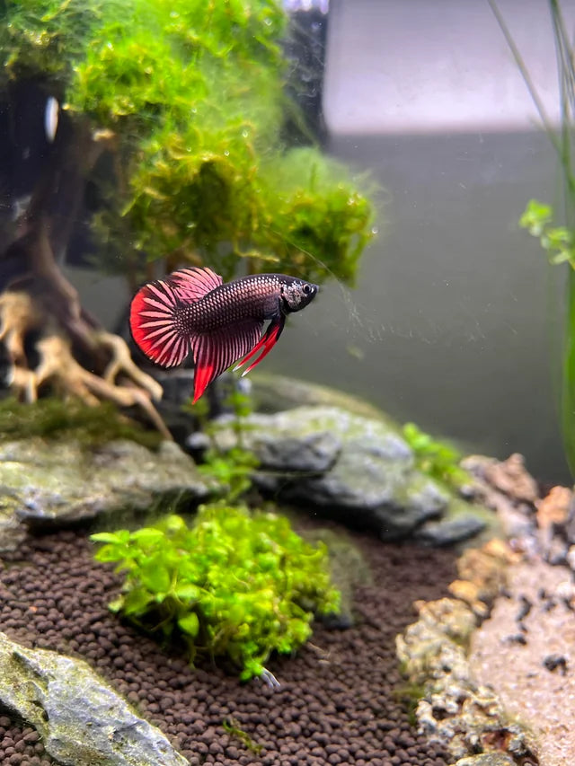 Wild Type Betta (Male)