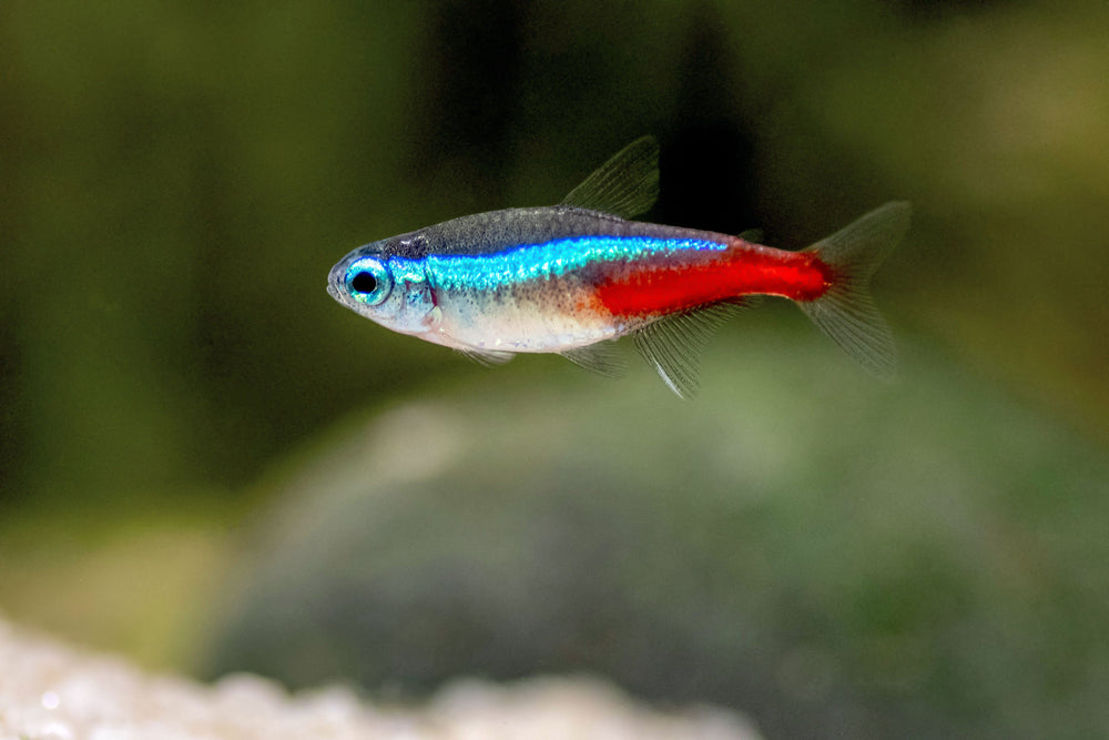 6+ Neon Tetra