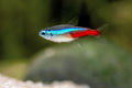 6+ Neon Tetra