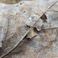 Cubaris sp. Opal
