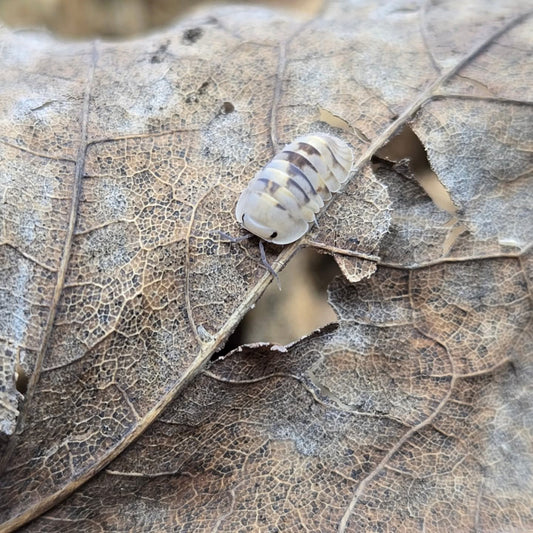 Cubaris sp. Opal