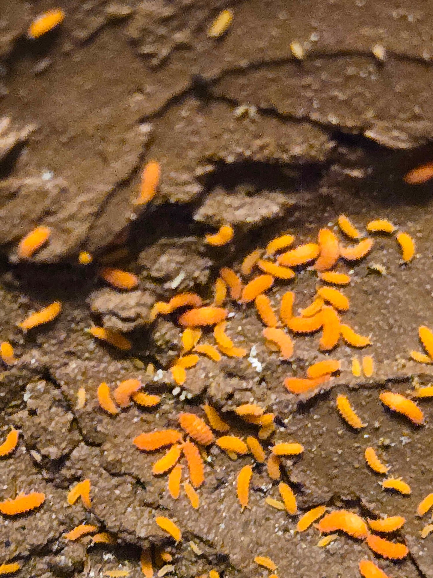 20+ Florida Orange Springtails (Neanura growae)