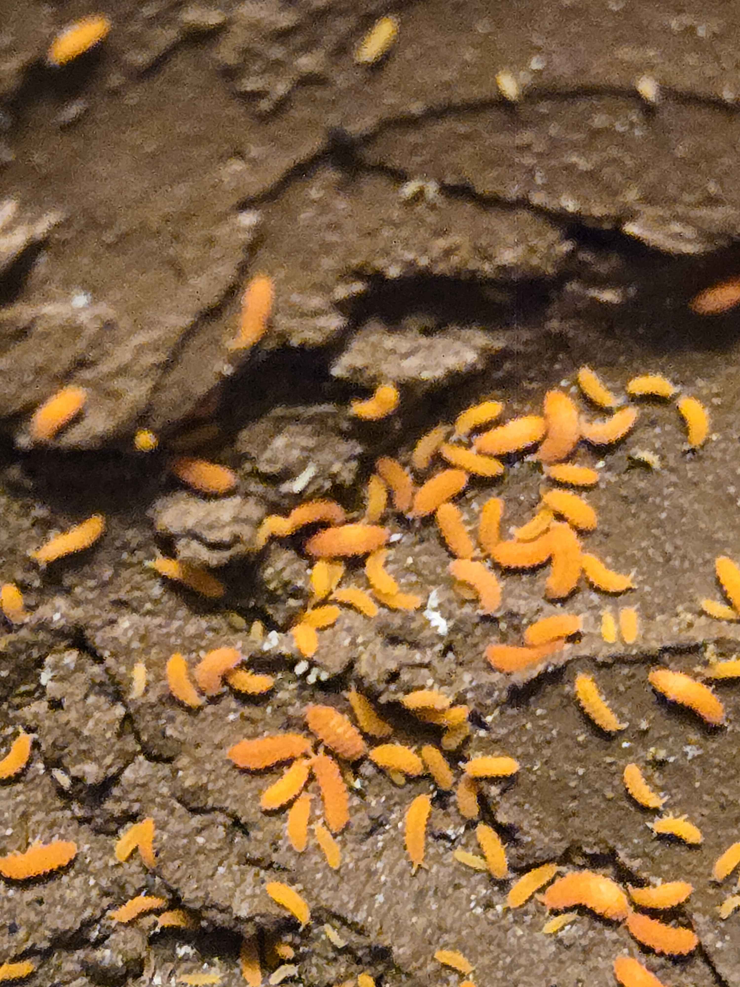 20+ Florida Orange Springtails (Neanura growae)