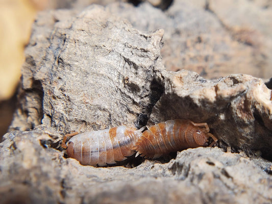 Porcellio scaber Orange Koi