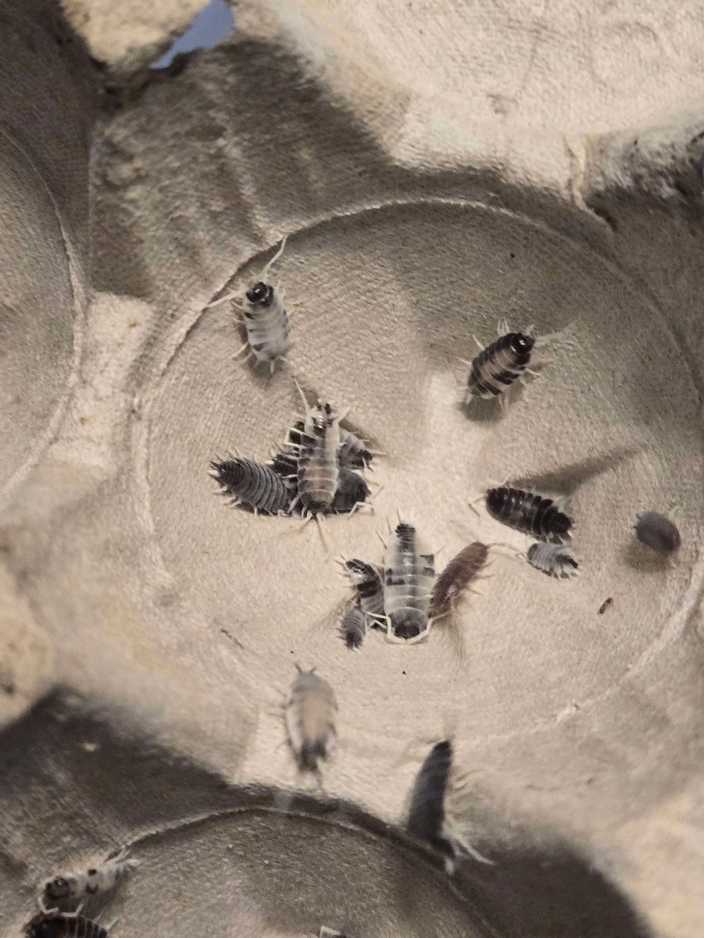 Porcellionides pruinosus Oreo Crumble