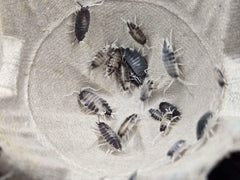 Porcellionides pruinosus Oreo Crumble