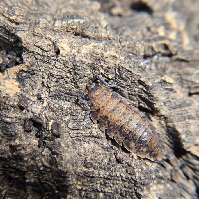 Porcellio scaber Orin's Calico