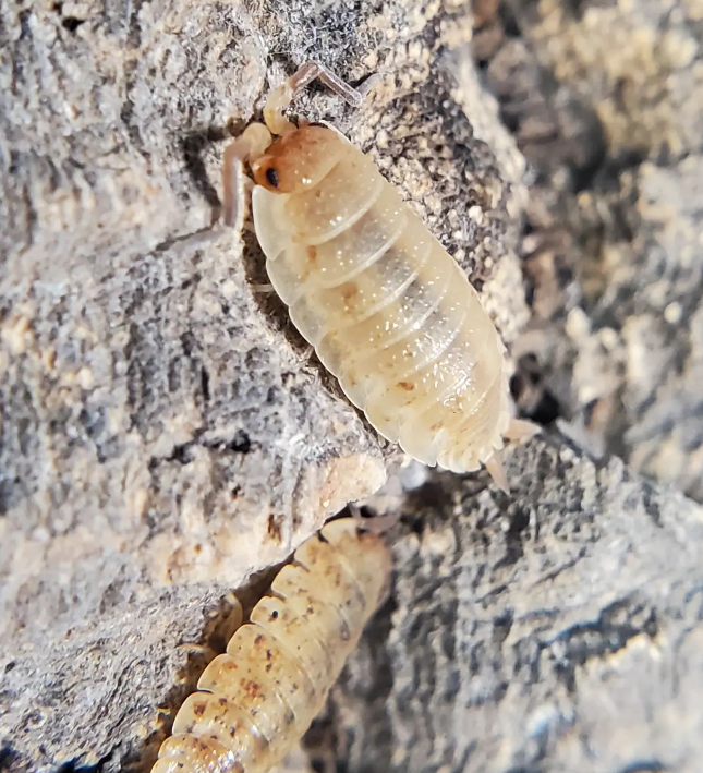 Porcellio scaber Orin's Calico