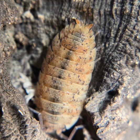 Porcellio scaber Orin's Calico