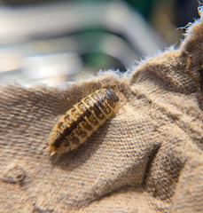 Porcellio ornatus Chocolate High Yellow