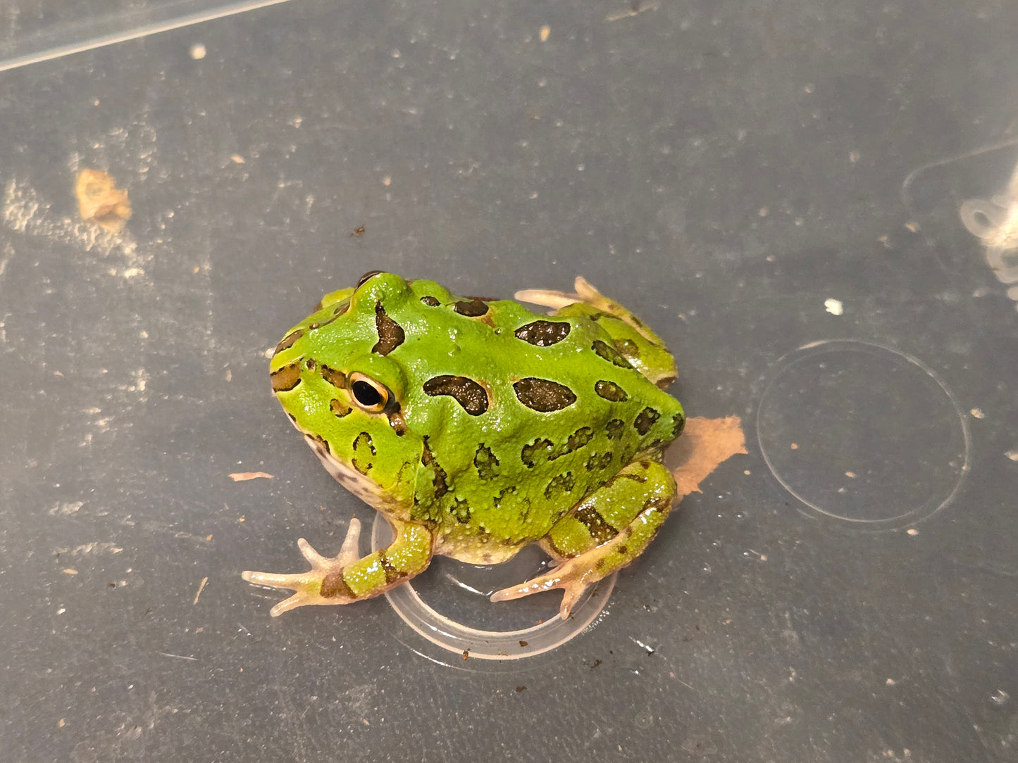 Samurai Pacman Frog