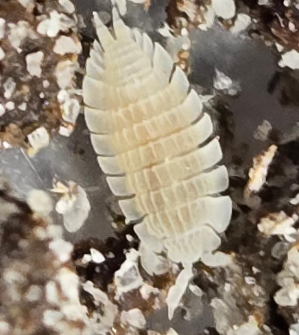 Platyarthrus Aiasensis