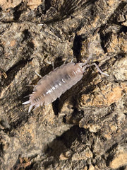 Porcellionides pruinosus Powder Pink