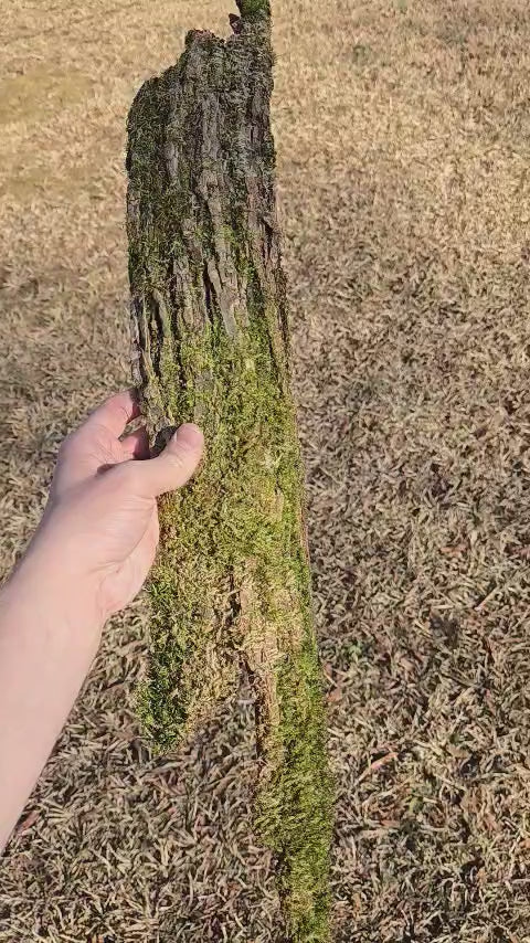 Mossy Bark Hides