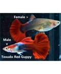Red Tuxedo Guppy 1 X PAIR
