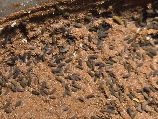 50+ Purple Lilac Springtails (Ceratophysella sp. Lilac)