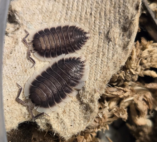 Porcellio werneri (Greek Shield Isopod)