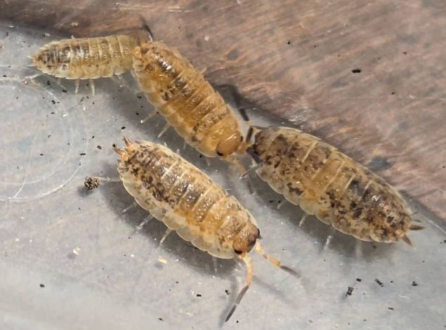 Porcellio scaber "Rainbow" (ROY G BIV)