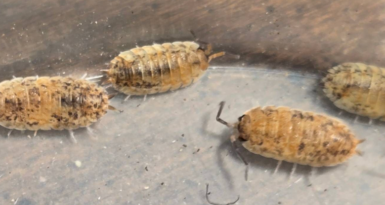 Porcellio scaber "Rainbow" (ROY G BIV)