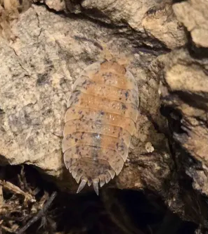 Porcellio scaber "Rainbow" (ROY G BIV)