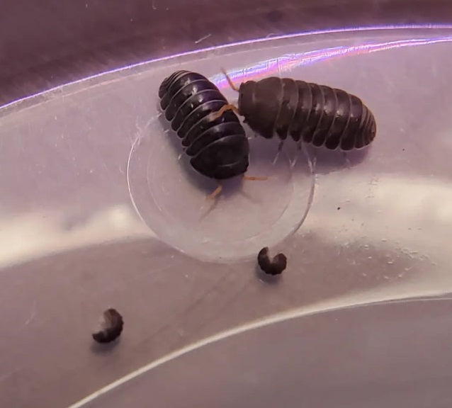 Spherillo sp. Red Antenna