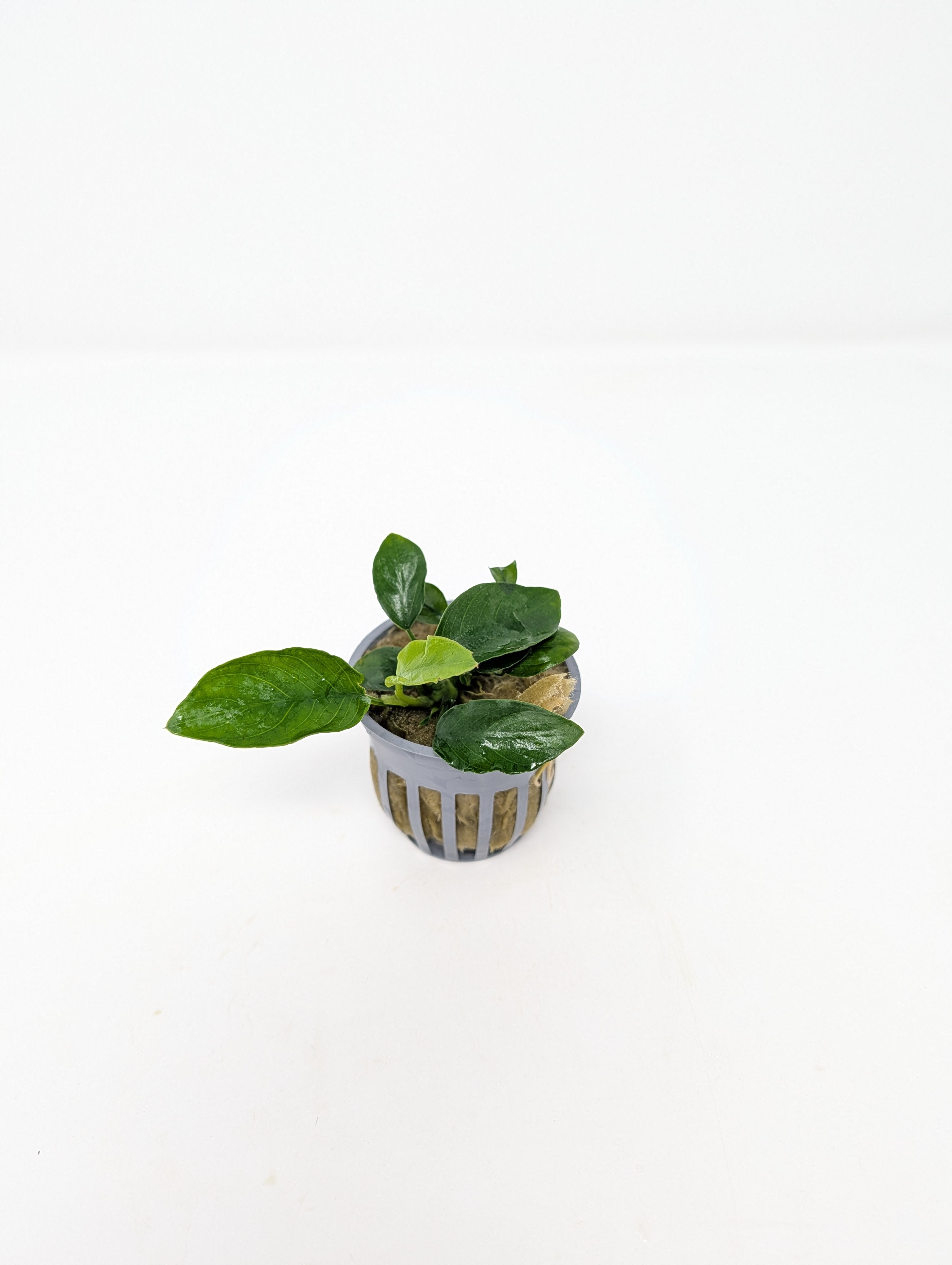 Anubias Nana