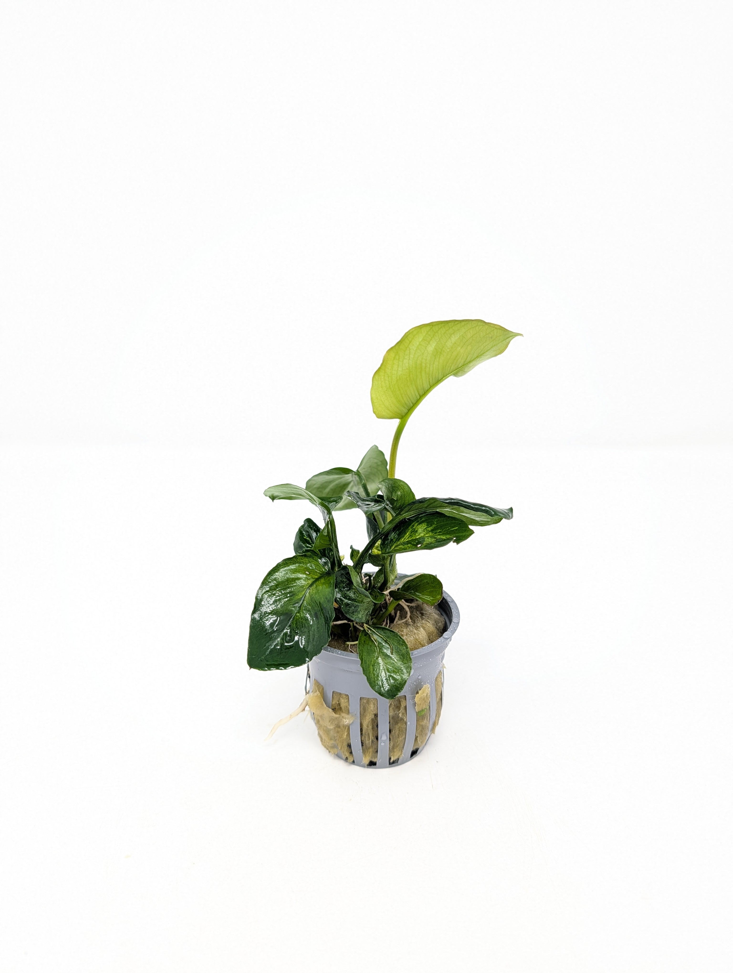 Anubias Barteri
