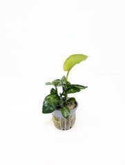 Anubias Barteri