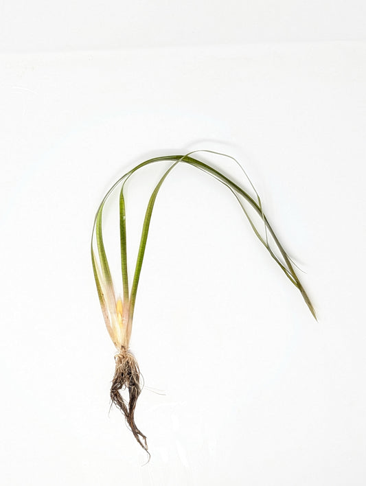 Jungle Val - Vallisneria Americana