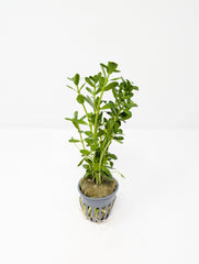 Moneywort | Bacopa Monnieri