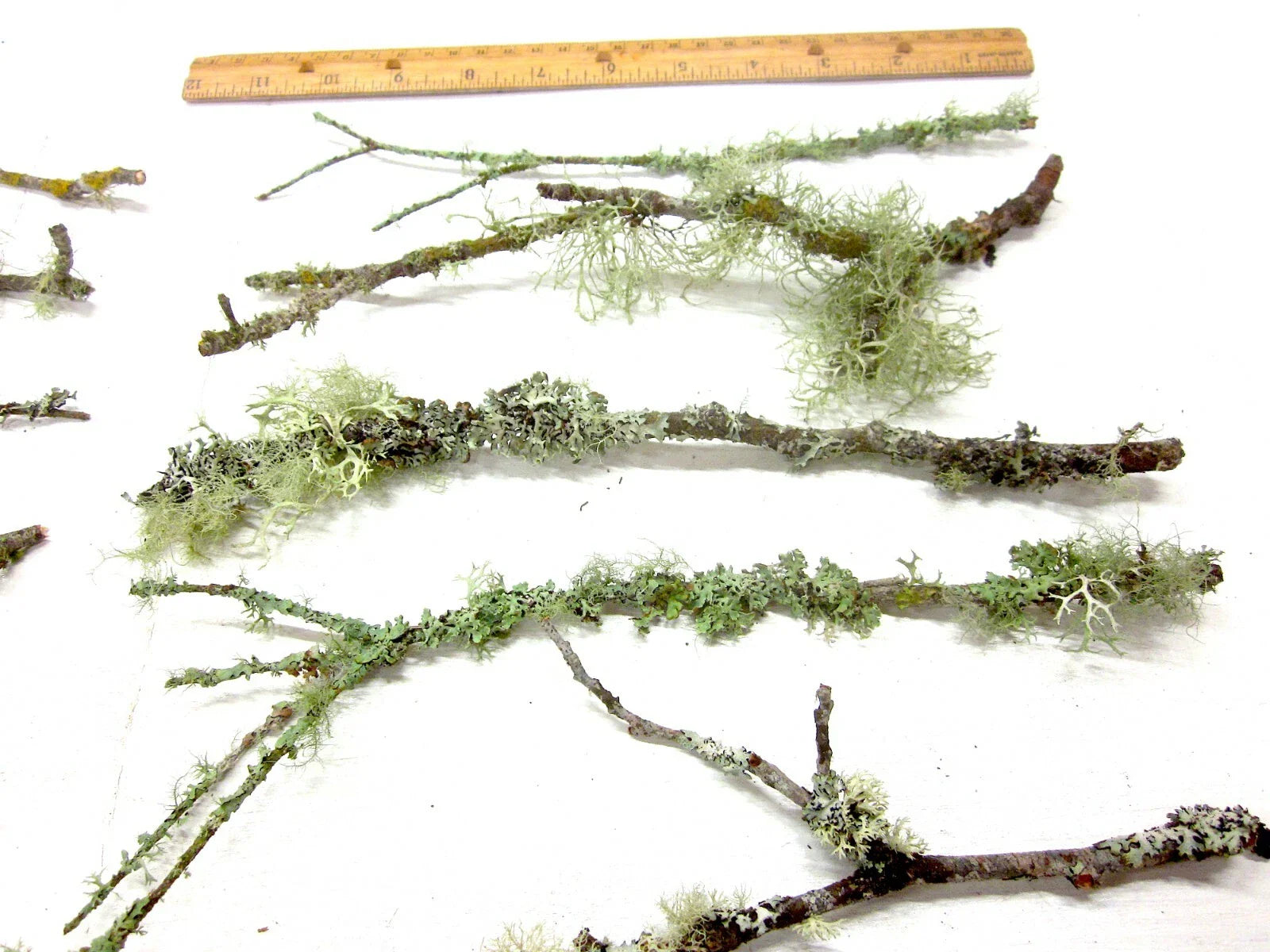 Live Lichen & Moss Wood Sticks (10 Pack) – Natural Terrarium Decor for Isopods & Bioactive Setups